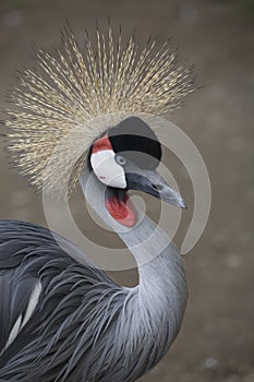 Southern Crowned Crane