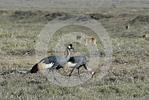 Southern Crowned-Crane Balearica regulorum, Gorongosa National Park, Mozambique