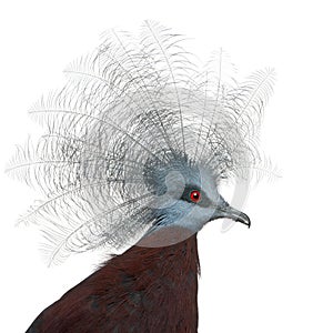 Southern Crowned Pigeon, Goura scheepmakeri