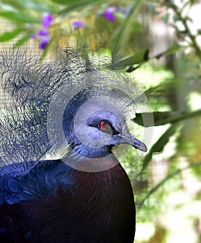 Southern Crowned Pingeon