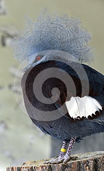 Southern Crowned Pingeon