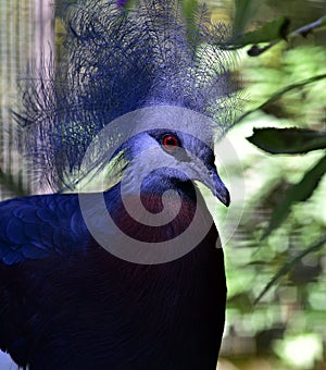 Southern Crowned Pingeon