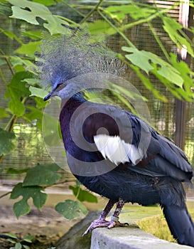 Southern Crowned Pingeon