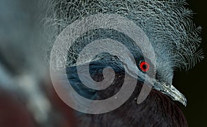 Southern Crowned Pingeon