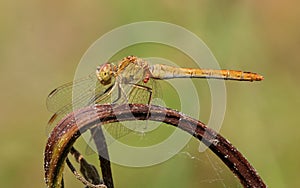 Southern Darter (Sympetrum meridionale)