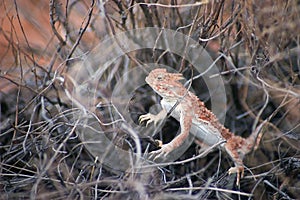Southern Desert Horned Lizard