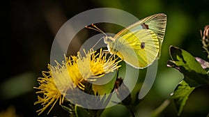 Southern Dogface butterfly