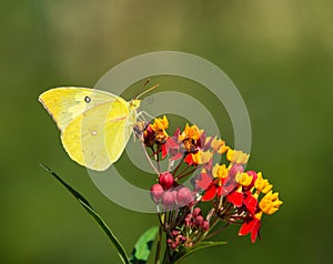 Southern Dogface Zerene cesonia Butterfly