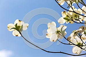 Southern dogwood trees in bloom