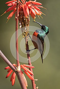 Southern double collared sunbird