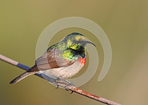 Southern Double-collared Sunbird