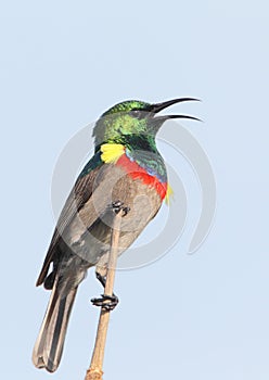 Southern Double-collared Sunbird