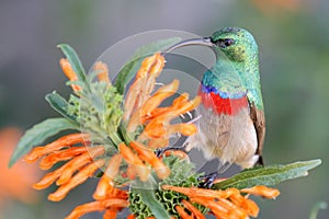 Southern Double-collared Sunbird