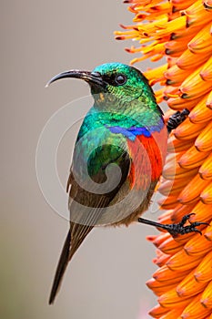 Southern Double-Collared Sunbird