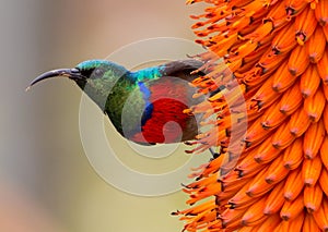 Southern Double-Collared Sunbird