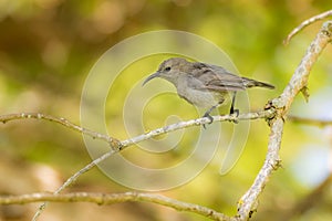 Southern Double collared sunbird