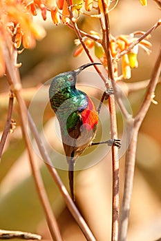 Southern Double-collared sunbird Cinnyris chalybeu