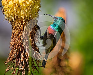 Southern double-collared sunbird feeding on red hot poker flower