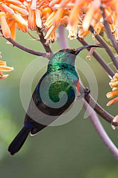 Southern Double-Collared Sunbird