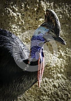 Southern Double-Wattled Cassowary