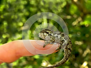 Southern Dwarf Chameleon 2