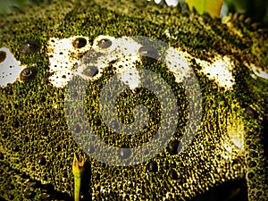 Southern Dwarf Chameleon 6