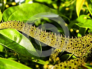 Southern Dwarf Chameleon 4