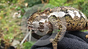 Southern Dwarf Chameleon side view.