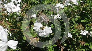 Southern Dwarf Chameleon in a white flower bush.