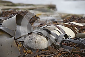 Southern Elephant Seal on a bed of kelp