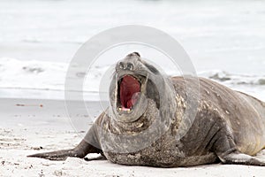 Southern elephant seal is crying around
