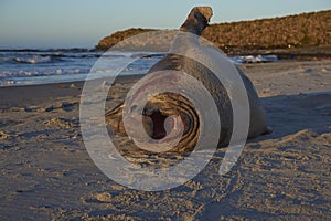 Southern Elephant Seal in the Falkland Islands