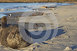 Southern Elephant Seal in the Falkland Islands