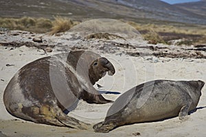 Southern Elephant Seal - Falkland Islands