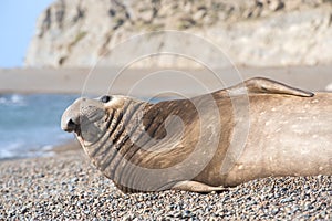 Southern elephant seal, male, Valdes Peninsula