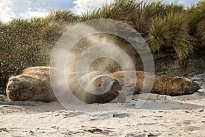 Southern elephant seal males flicking sand over themselves