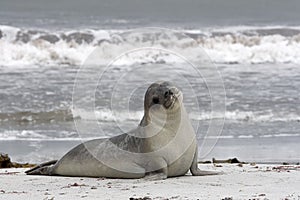 Southern elephant seal (Mirounga leonina) photo