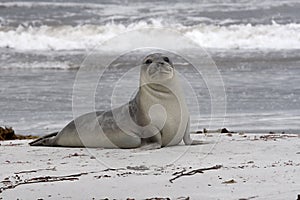 Southern elephant seal (Mirounga leonina) photo