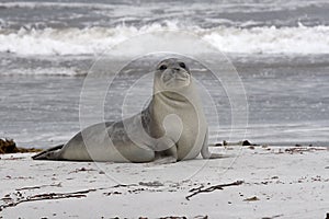 Southern elephant seal (Mirounga leonina)