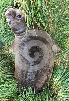 Southern Elephant Seal, Mirounga leonina