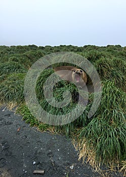 Southern Elephant Seal, Mirounga leonina