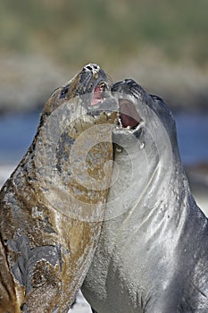 Southern elephant seal, Mirounga leonina,