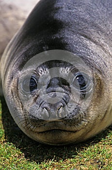 SOUTHERN ELEPHANT SEAL mirounga leonina, CLOSE-UP OF FEMALE HEAD, ANTARCTICA