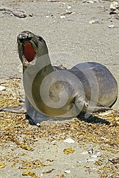 Southern Elephant Seal, mirounga leonina, Female calling, California