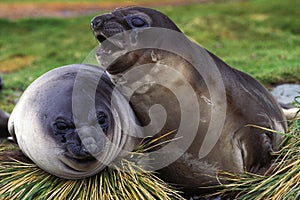 Southern Elephant Seal, mirounga leonina, Females laying, Antarctica