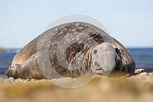 Southern Elephant Seal (Mirounga leonina) Male Beach Master photo