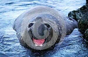Southern Elephant Seal, mirounga leonina, Male calling, Antarctica
