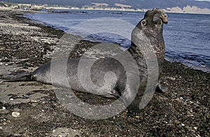 Southern Elephant Seal, mirounga leonina, Male laying on Beach, California