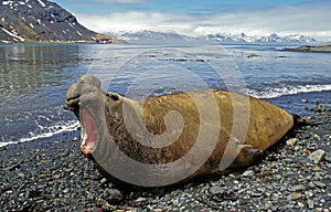 Southern Elephant Seal, mirounga leonina, Male laying on Beach in Defensive Posture, Antarctica