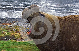 Southern Elephant Seal, mirounga leonina, Male laying on Beach in Defensive Posture, Antarctica